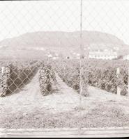 1968 Balatoni felvételek, 26 db szabadon felhasználható vintage negatív, 6x6 cm