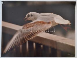 cca 1970-1980 Vegyes fotó tétel, 10 db nagyméretű természet és művész fotó, 30x40 cm