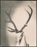 cca 1930 Trófea, jelzés nélküli vintage fotó, 21x17 cm