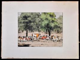 Csillag József (1894-1977): Delelés. Színezett rézkarc, papír, jelzés nélkül, 17×23 cm