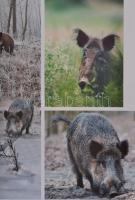 Elek Balázs, Zsoldos Barnabás: Magyar vadászösvényeken. Debrecen, [2010], TKK. Kiadói kartonált papí...