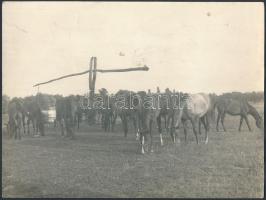 Katkó István: Ménes a Hortobágyon, jelzetlen fotó, 18x24 cm