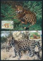 WWF: Jaguar set on 4 CM WWF: Jaguár sor 4 db CM-en