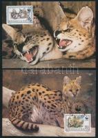 WWF: Szervál sor 4 db CM-en WWF: Serval set on 4 CM