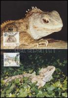 WWF: Lizard set on 4 CM WWF: Gyík sor 4 db CM-en