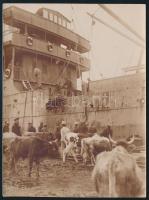 1916 Tehenek beemelése hadi?hajóba Sibenik kikötőjében / Cow military? ship transport in Sibenik port 9x12 cm