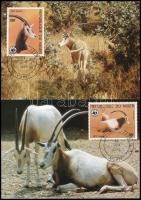 WWF: Antelope 4 CM WWF: Antilop 4 CM