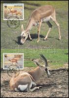 WWF Gazelle 4 CM WWF; Gazellák 4 CM