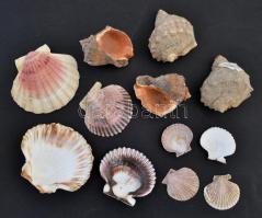 10 db különféle tengeri csiga és kagyló, különböző méretben