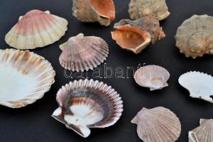 10 db különféle tengeri csiga és kagyló, különböző méretben
