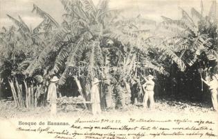 Asunción, Bosque de Bananas / banana forest