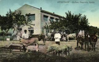 Argostoli, farm school, sheep, cows (EK)
