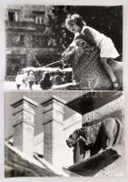 cca 1970 Budapesti oroszlánok, 4 db jelzett vintage fotó, 39x26 cm
