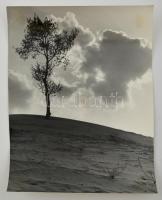 cca 1963 Krisch Béla (?-?) kecskeméti fotóművész 3 db vintage fotója a Kecskemét környéki homokdűnékről, két kép jelzett, 26,5x40 cm és 18,5x39 cm között