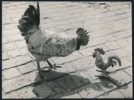 cca 1959 Dezső Pál 2 db vintage fotó, az egyik feliratozott, 23x17 cm