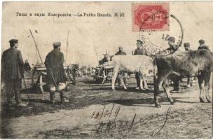 La Petite Russie / Malorossiya / Types of Little Russia, Ruthenia, cattle, folklore, TCV card (EK)