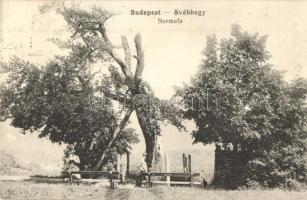 1913 Budapest XII. Svábhegy, Normafa