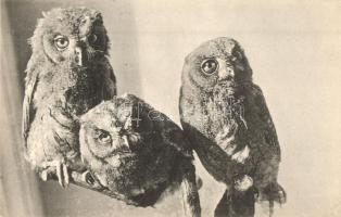 Owls. Junge Zwergohreulen, Scops scops