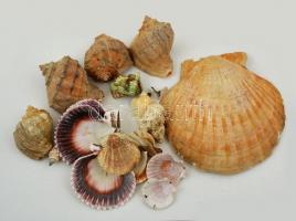 15 db különféle tengeri kagyló és csiga