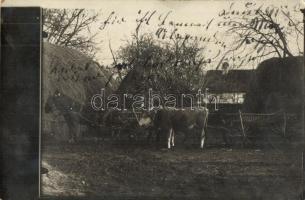 1909 Felsőbencsek, Bencecu de Sus; tehéngazdaság / cattle, farm, horses, photo (EK)