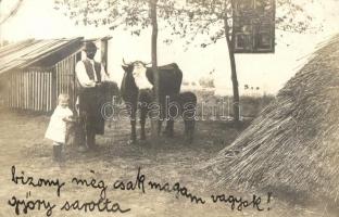 1909 Rafna, Ramna; mezőgazdasági telep, tehén / farm, cattle, cow, photo (EK)