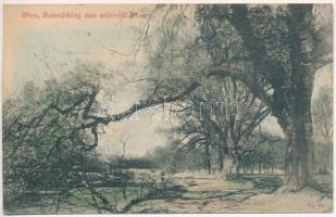 1899 Vienna, Wien; Baumschlag aus unterem Prater / tree fall (EK)