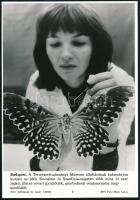 cca 1980 Természettudományi Múzeum állattára, lepke, MTI fotó, feliratozva, 26,6x18,5 cm