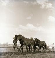 cca 1935 Békéscsaba környéki tanyák, 13 db szabadon felhasználható vintage negatív Thöresz Dezső (19...
