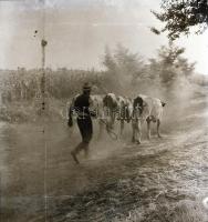 cca 1935 Békéscsaba környéki tanyák, 13 db szabadon felhasználható vintage negatív Thöresz Dezső (19...