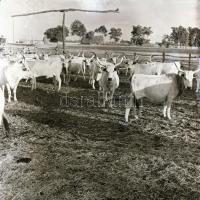 cca 1935 Békéscsaba környéki tanyák, 13 db szabadon felhasználható vintage negatív Thöresz Dezső (19...