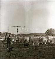 cca 1935 Békéscsaba környéki tanyák, 13 db szabadon felhasználható vintage negatív Thöresz Dezső (19...