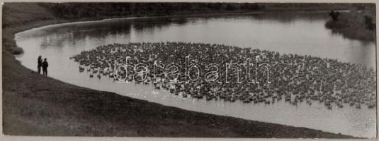 cca 1960 Krisch Béla kecskeméti fotóművész 2 db feliratozott vintage fotóművészeti alkotása, az egyi...