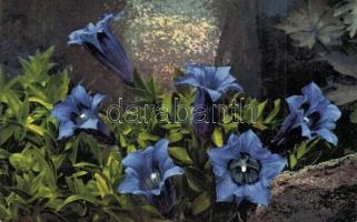 41 db VEGYES virágos művész motívumlap, pár lithoval / 41 mixed flowers art motive postcard