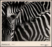 1964 Markovics Ferenc: Zebraportré, pecséttel jelzett vintage fotóművészeti alkotás, 17,5x21,5 cm
