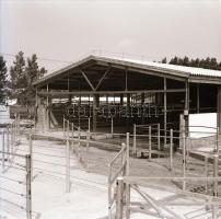 cca 1969 Állattartó csarnok építése, 13 db vintage negatív Sinka Antal (?-?) hagyatékából, aki a vel...