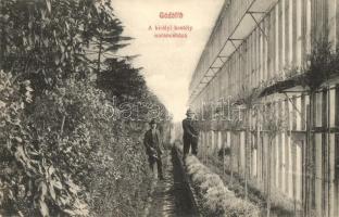 Gödöllő, A királyi kastély narancsháza, Erzsébet könyvnyomda kiadása (EK)