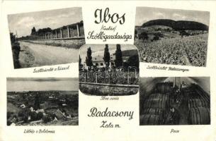 Badacsony, Ibos család szőlőgazdasága, borszállítás, Ibos kúria, látkép, régi pince, öreg présház, a hátoldalon a szőlészet reklámjával (EK)