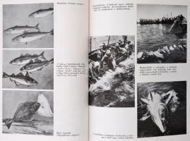 Dr. Lányi György: Élet a viz tükre alatt. Bp., 1961, Gondolat. Kiadói egészvászon-kötés, kiadói szak...
