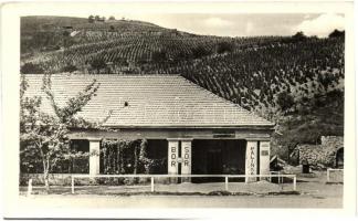 1951 Tokaj, Szmik László Korcsmája, szőlőültetvények a háttérben