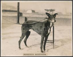 cca 1930-1950 Díjnyertes kutyák fotói, 6 db, egy kivételével hátuljukon pecséttel jelzettek, 14,5×18...