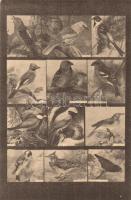 Magyar Földrajzi Intézet színes madár levelezőlapja I. Éneklők csoportja / Singing Birds, songbirds