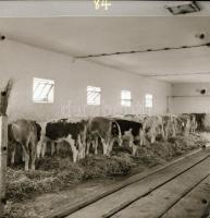 cca 1967 Kecskeméti felvételek, 13 db negatív Medgyesi László (?-?) kecskeméti fotóművész hagyatékáb...