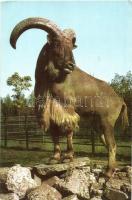 50 db MODERN állatos motívumlap / 50 modern animal motive cards