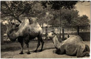 50 db MODERN állatos motívumlap / 50 modern animal motive cards