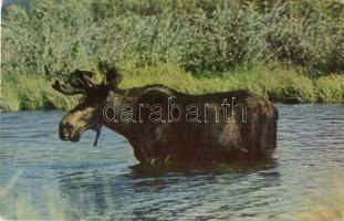 50 db MODERN állatos motívumlap / 50 modern animal motive cards