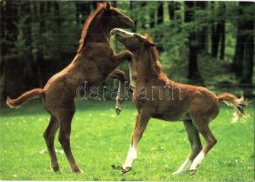 33 db MODERN lovas motívumlap / 33 modern horse motive cards