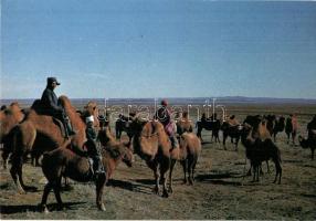 33 db MODERN lovas motívumlap / 33 modern horse motive cards