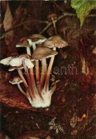 33 db főleg MODERN gomba motívumlap / 33 mostly modern mushroom motive cards