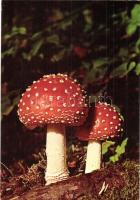 33 db főleg MODERN gomba motívumlap / 33 mostly modern mushroom motive cards