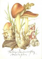 33 db főleg MODERN gomba motívumlap / 33 mostly modern mushroom motive cards